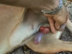 A man who loves muscular dicks exposes himself outside for intense sex with the household pet.